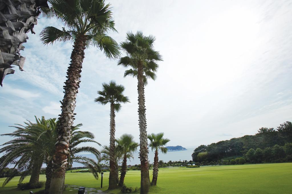Seogwipo Kal Hotel Buitenkant foto Palm trees in Jeju Island
